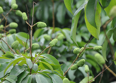昆明荔枝市場批發(fā),優(yōu)質荔枝廠家批發(fā)-湛江市杰升貿易提供昆明荔枝市場批發(fā),優(yōu)質荔枝廠家批發(fā)的相關介紹、產品、服務、圖片、價格湛江市杰升貿易、銷售(含網上銷售):食品、水果、農產品、日用品、花卉;貨物、